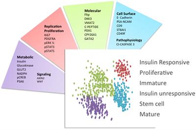 Heterogeneity of the Pancreatic Beta Cell